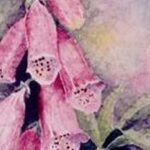 Foxgloves